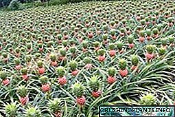 Si të rriten ananas në plantacione, në serra dhe në shtëpi