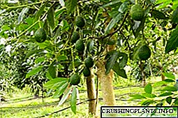 Hoe 'n avokadoboom tuis groei, is die beginsel van groei