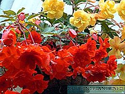 Begonia хэрхэн тараах вэ - цэцэг тараах арга замууд
