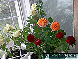 Како да пропагирате рози дома: размножување со сечи