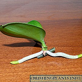 Ama-orchid azala kanjani ekhaya?