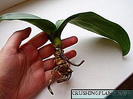 Kepiye mbentuk orkid yen akaré rusak?