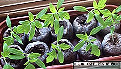 Como plantar sementes para mudas en pastillas de turba?