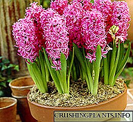 Quam curare de hyacintho ac purpura, et quod post florentibus facere
