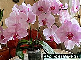 Uyda orkide qanday g'amxo'rlik qilish kerak: parvarishlash xususiyatlari, fotosuratlar