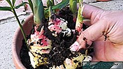 Kako uzgajati đumbir kod kuće: pravila uzgoja