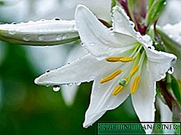 Apa kembang kembang lily putih: katrangan lan foto