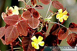 Како да растат цвет оксалис киселина: опис, грижа и фотографија