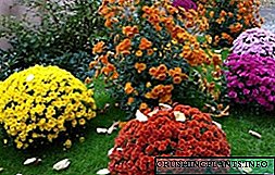 Giunsa pagtubo ang mga chrysanthemum gikan sa mga liso, tukma nga pagtanum ug pag-atiman