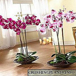 Yuav ua li cas cog cov orchids nyob hauv tsev