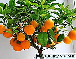 Si të rritet mandarina nga fara në shtëpi?
