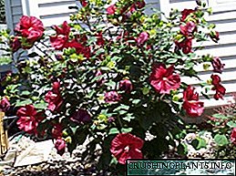 Si kopsht dimri i hibiscus: në rritje dhe foto në kopsht