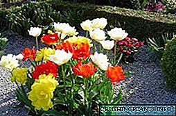 Flowersfarë lule për të mbjellë në varreza, në mënyrë që ata të lulëzonin gjatë gjithë verës