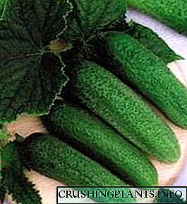 Quod varietates cucumeres, optime Æque ad septentrionalem plagam in regionem suam