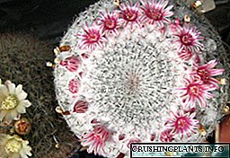 Kaktus Mammillaria: Uyda parvarish qilish