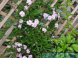 Calistegia: karakteristik nan plante ak swen, foto nan plant yo