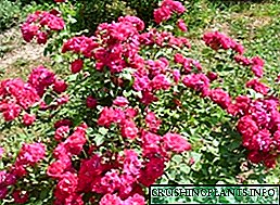 Canadian rose: mefuta, litlhaloso le foto