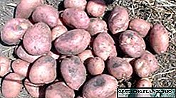 Potato Romano - deskrizzjoni tal-varjetà