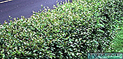 Cotoneaster brillanti bħala hedge: varjetajiet, ritratt