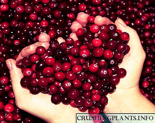 Cranberries: mali muhimu na contraindication