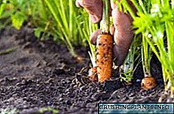 Кога и како најдобро да се засади моркови?