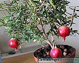 I-Pomegranate yasendlini - ukunakekelwa nokukhula ekhaya