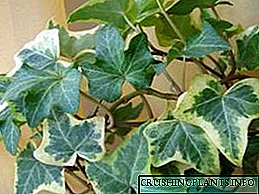Indoor ivy: tlhokomelo ea lapeng