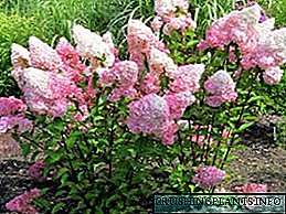 Кралицата на градината panicle hydrangea: видови, сорти, фотографии, садење и грижа