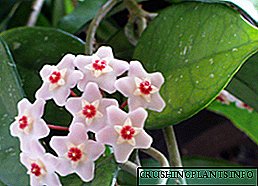 Прекрасен цвет од хоја: дали е можно да се чува дома