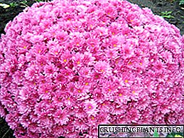 Lluosflwydd gardd chrysanthemum Bush: plannu a gofal, llun