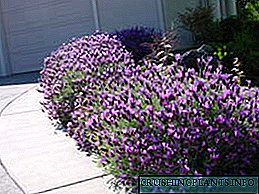 Lavender - lule në rritje në kopsht