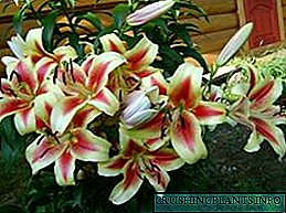 Lilies OT: variedades de híbridos e características do coidado