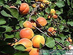 Moskuko eskualdeko abrikot barietate onenak: izena, deskribapena, berrikuspenak