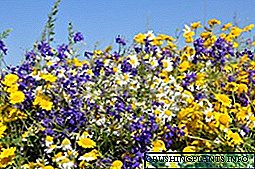 Մարգագետնի ծաղիկներ. Դաշտային բույսերի անուններ և լուսանկարներ