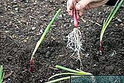 Кромид од семиња преку садници за една година