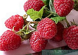 Raspberry Tarusa: ciri utama lan katrangan babagan macem-macem