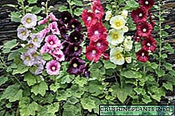 Malva perenne: tipos e fotos de flores, reprodución, plantación e coidado