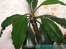 Euphorbia alba nan kay la: swen ak foto