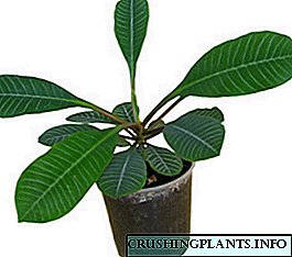 Euphorbia, Tarakar ແລະພືດໃນລົ່ມອື່ນໆ