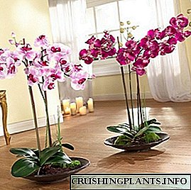 Naha mungkin pikeun mindahkeun orkid nalika kembangan?
