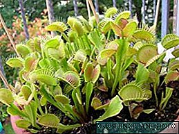 Venus Flytrap: Грижа за растение предатор