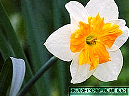 Narcissus og ræktun þess: sérstaklega gróðursetningu og umhirðu