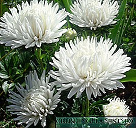 Nomina ex albo flavo chrysanthemums, et variis coloribus photos