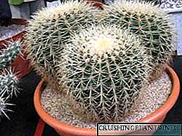 Cacti care of Nomina et speciei domus