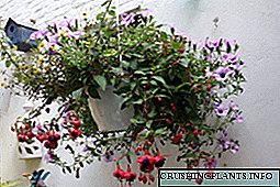 نام ، نوع و عکس گیاهان آمپل داخلی