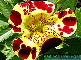 Невообичаен цвет Mimulus: видови, фотографии, расте од семе