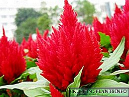 Ongewone amarantblom: spesies met foto's, saadverbouing, versorging