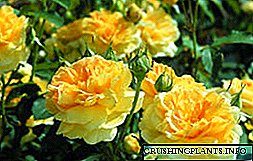 За античките и модерните сорти на рози, нивниот опис и имиња