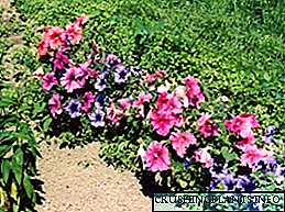 Die ontwerp van blombeddings uit petunias in die tuin: foto's en voorbeelde