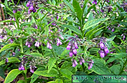 Comfrey officinalis: ургадаг газар, гэрэл зураг, тайлбар